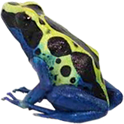 Surinam Cobalt Yellow